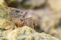 The House Centipede Royalty Free Stock Photo